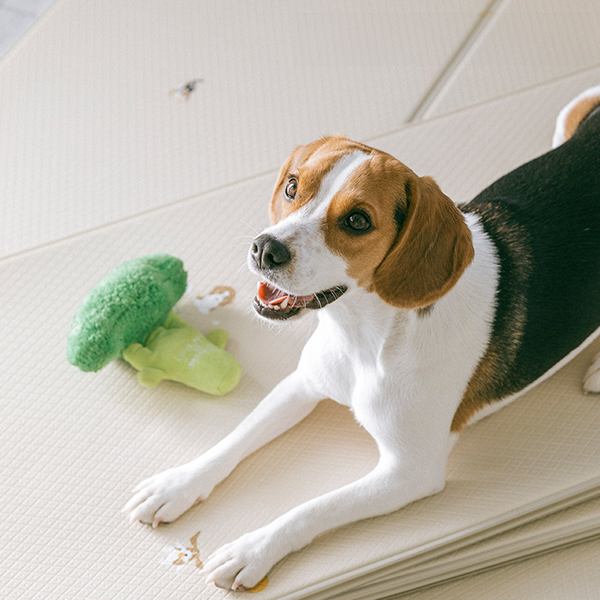 PVC양면매트(비글)